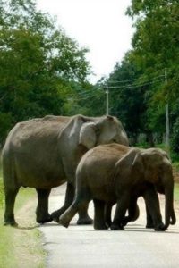Elephant – The gentle giant