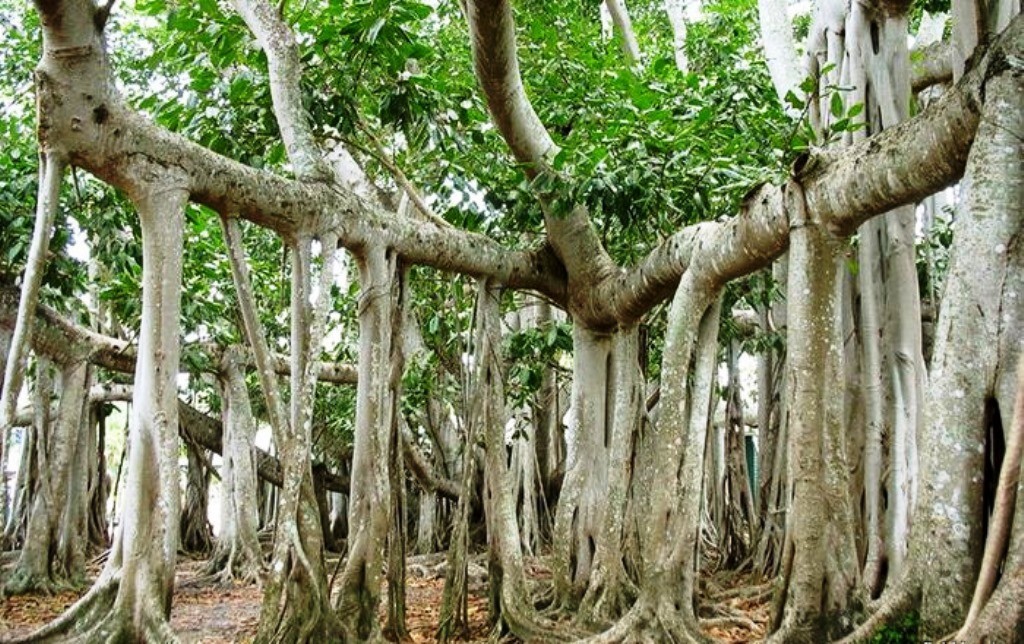 The intriguing Banyan Tree island