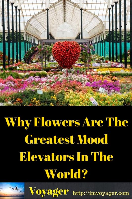 Why Flowers Are The Greatest Mood Elevators In The World- Voyager Travels