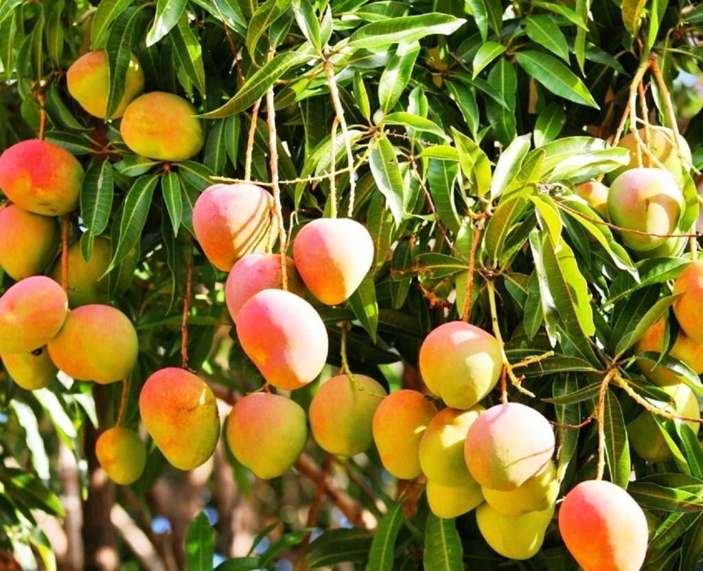 varieties-of-mangoes-on-the-trail-of-the-indian-mango-imvoyager