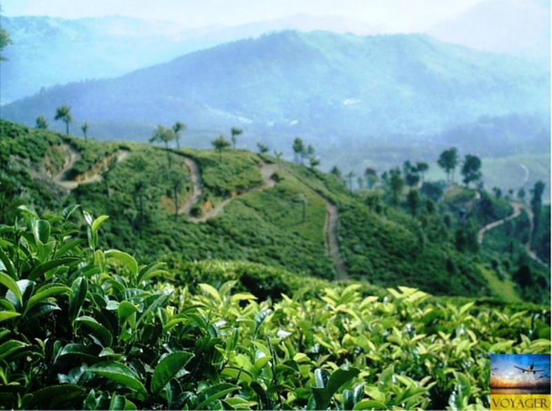 Darjeeling - Tea Country 