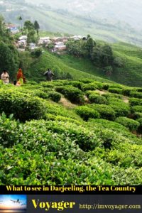 What to see in Darjeeling, the Tea Country