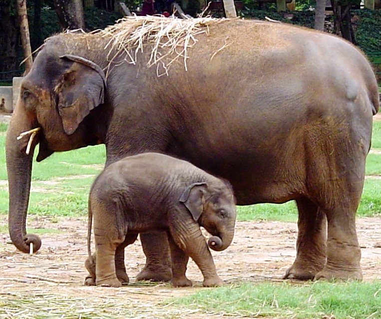 Mysore Elephant