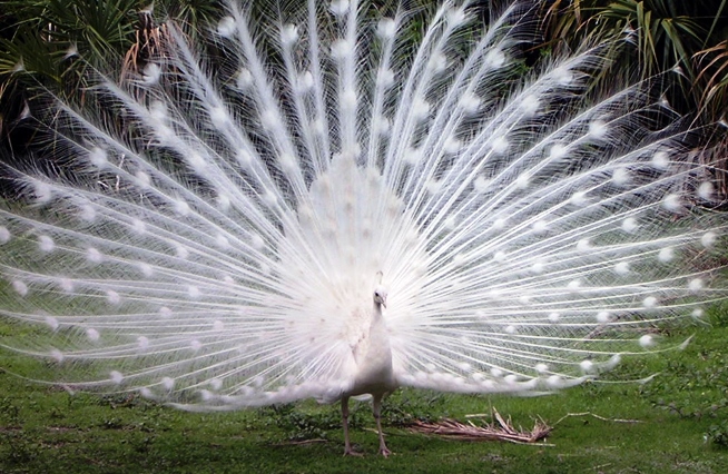 Mysore Peacock