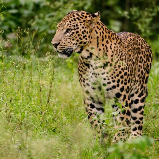 Leopard  Nagarhole