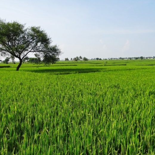 Rice fields Karnataka