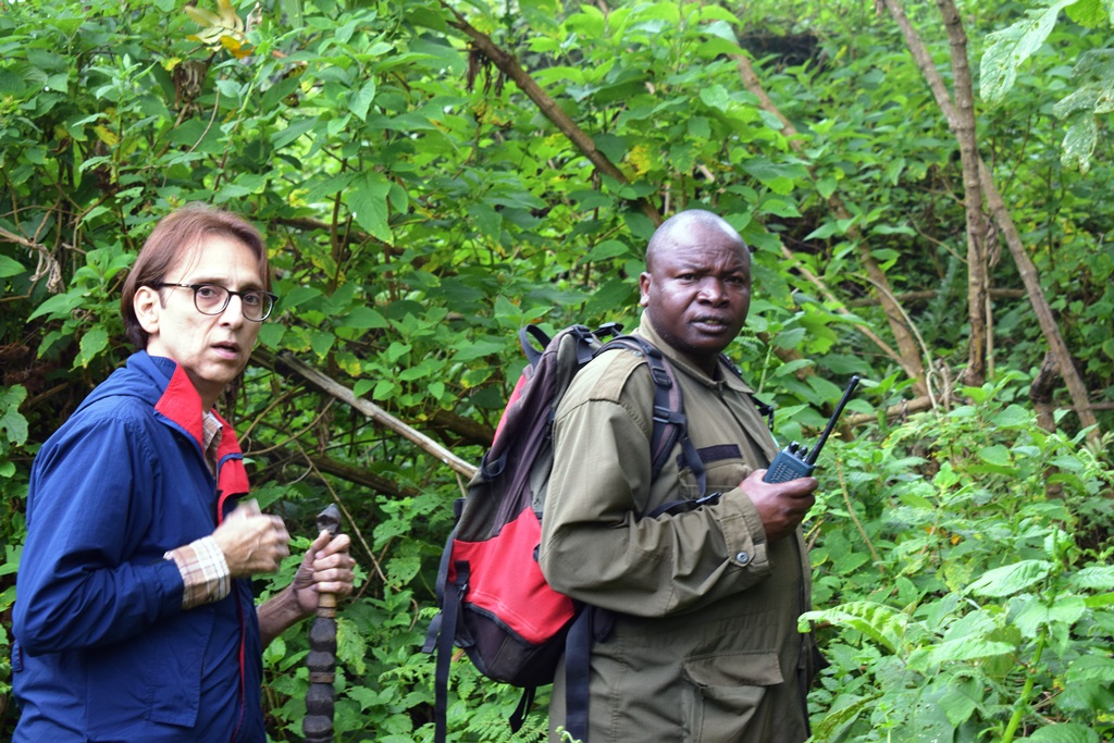 Volcanoes National Park Rwanda - Tryst With Gorillas in Africa
