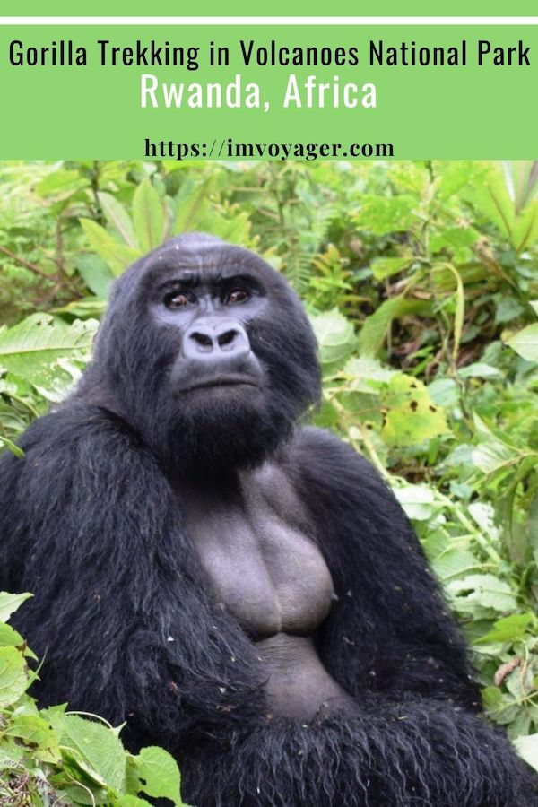 Gorilla in Rwanda, Africa