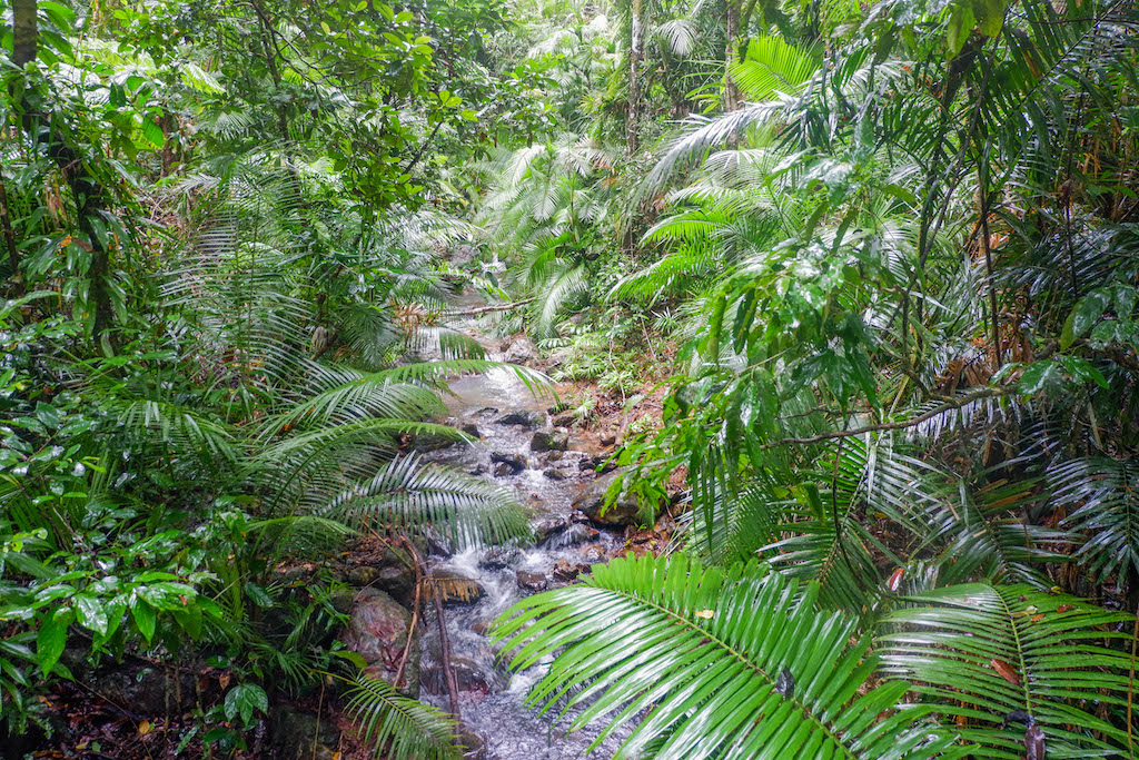 Day Trips from Cairns