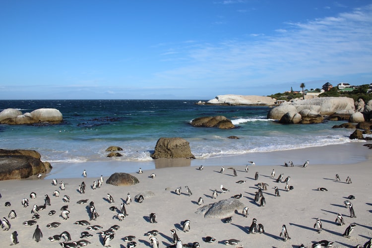 Simon’s Town