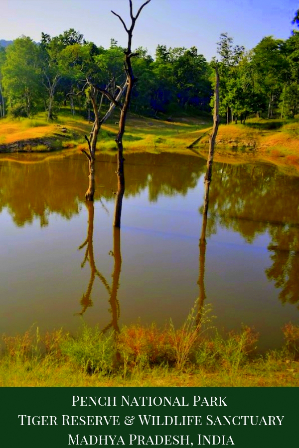Pench National Park - Tiger Reserve & Wildlife Sanctuary, Madhya Pradesh, India | Pench National Park | Pench Tiger reserve | Pench Wildlife Sanctuary Madhya Pradesh India | Pench National Park safari | Pench Tiger reserve | Pench National Park Tiger safari | #travel #IncredibleIndia #PenchNationalPark #Pench #MadhyaPradesh #HeartofIndia #MadhyaPradeshTourism #wildlife #tiger #tigersafari #safari #wildlifesafari #ecotourism #sustainabletourism