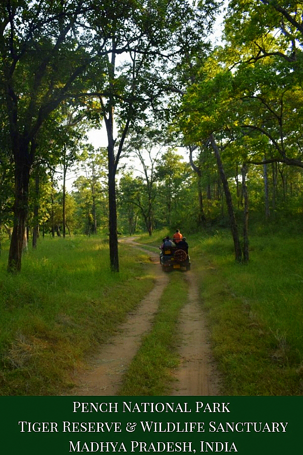 Pench National Park - Tiger Reserve & Wildlife Sanctuary, Madhya Pradesh, India | Pench National Park | Pench Tiger reserve | Pench Wildlife Sanctuary Madhya Pradesh India | Pench National Park safari | Pench Tiger reserve | Pench National Park Tiger safari | #travel #IncredibleIndia #PenchNationalPark #Pench #MadhyaPradesh #HeartofIndia #MadhyaPradeshTourism #wildlife #tiger #tigersafari #safari #wildlifesafari #ecotourism #sustainabletourism