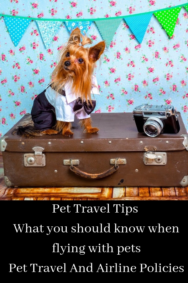 Pet Relocation – Pet Travel And Airline Policies | What you should know when flying with a pet | how to fly with pets | Flying with pets | Travel with dog | Travel with cat | traveling with dogs | travel with pet | pet vaccinations | pet shipping | how to fly with a dog | shipping animals | #travel #pettravel #travelwithpets #traveltips #dogtravel #cattravel #TravelwithPet #travelwithdog #travelwithcat