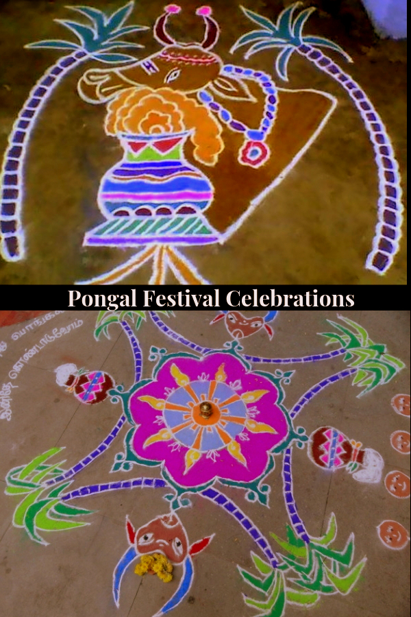 Pongal Festival | harvest festival of India | Indian festival | South Indian festivals | hindu festivals | festivals of India | Pongal | Tamil Nadu festival | #travel #Pongal #harvest #festivalsofIndia #IncredibleIndia #TamilNadu