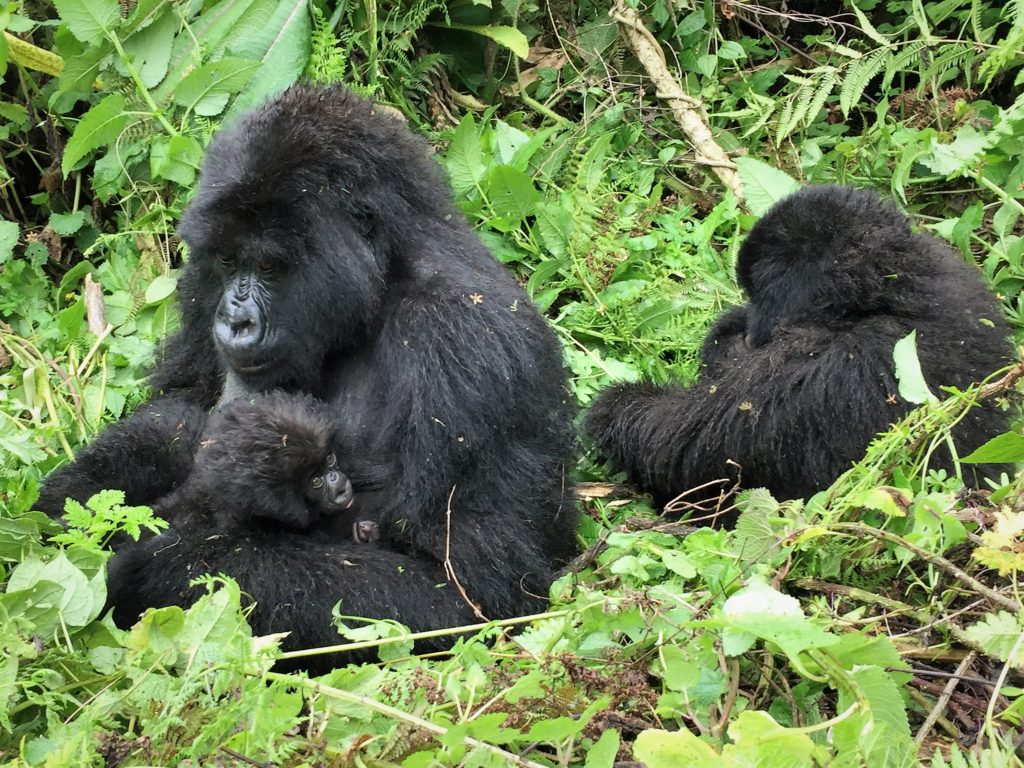 Mountain Gorillas of Rwanda