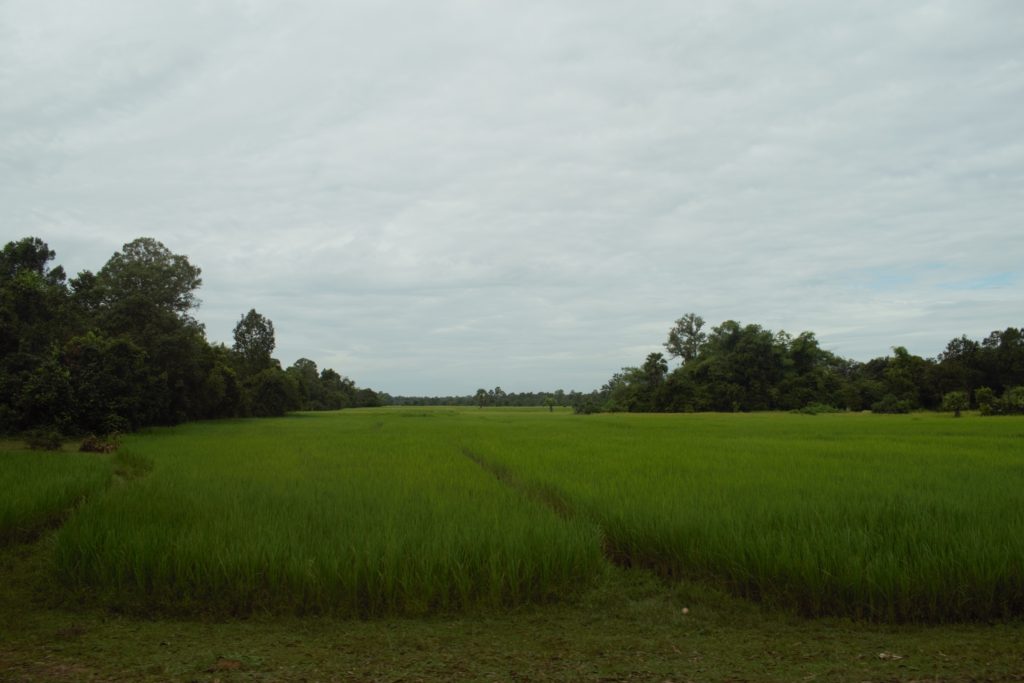 Rice Field within Angkor Archaeological Park