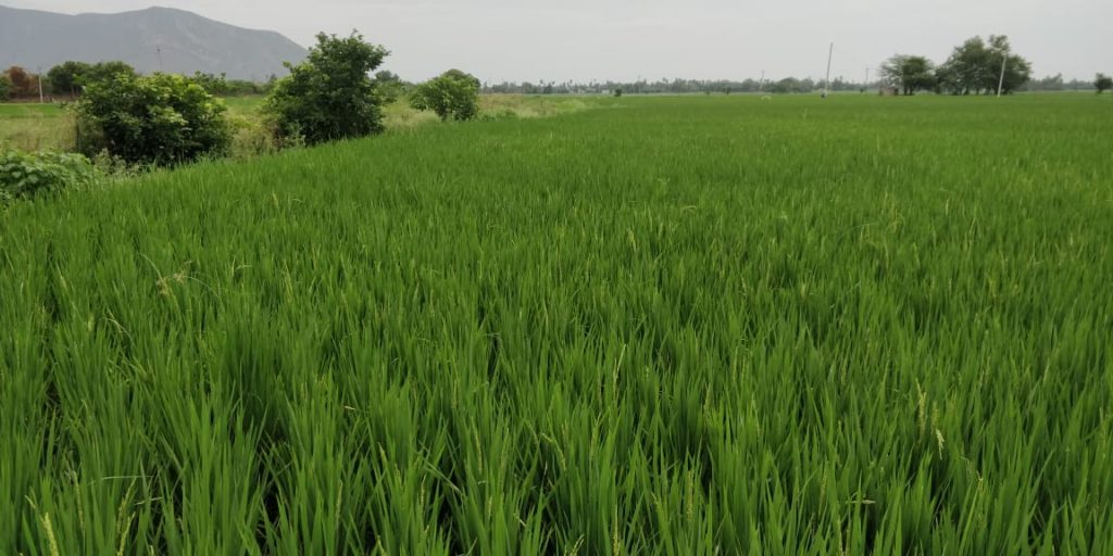 Paddy fields in Madhavmala