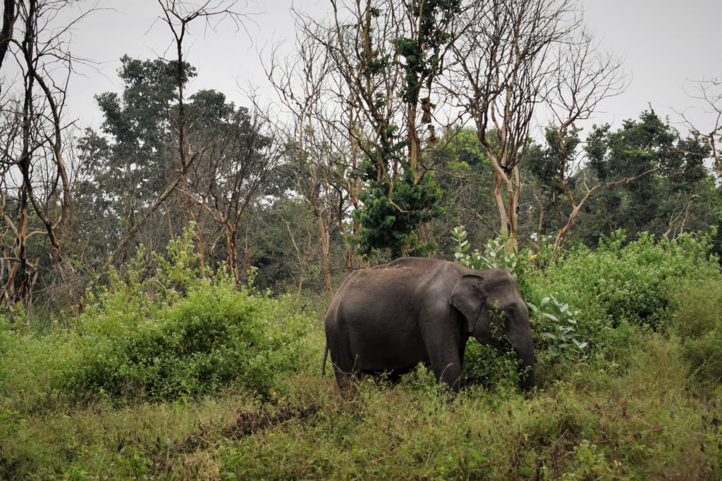Elephant In Bandipur Tiger