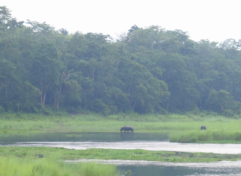 Rhinos at Chitwan