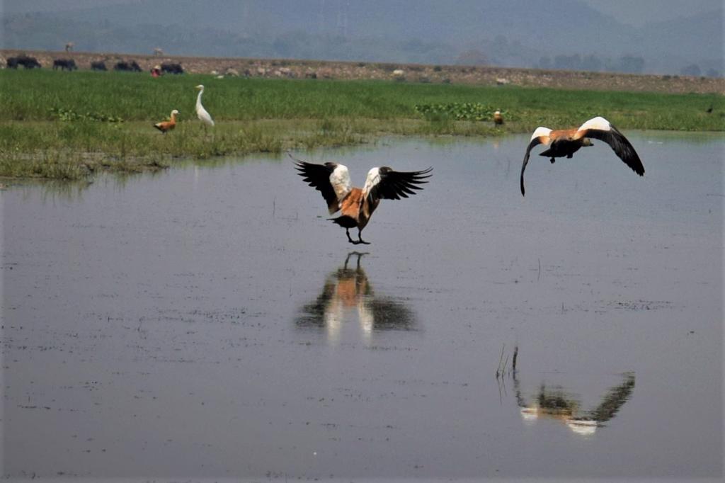 Mangalajodi Wetlands, Odisha, India