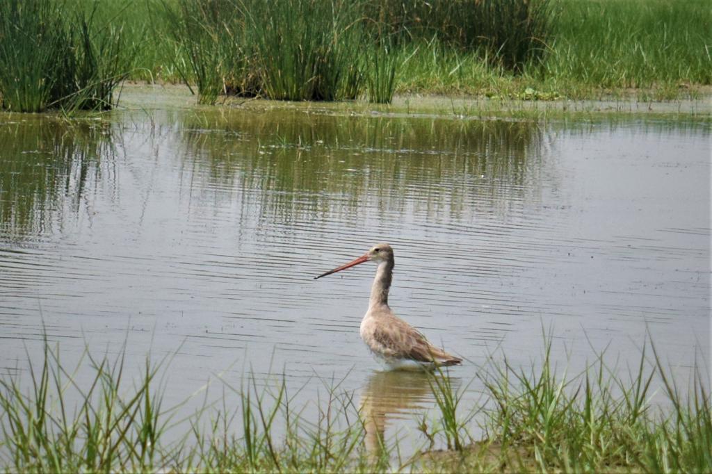 Odisha Bird Sanctuary