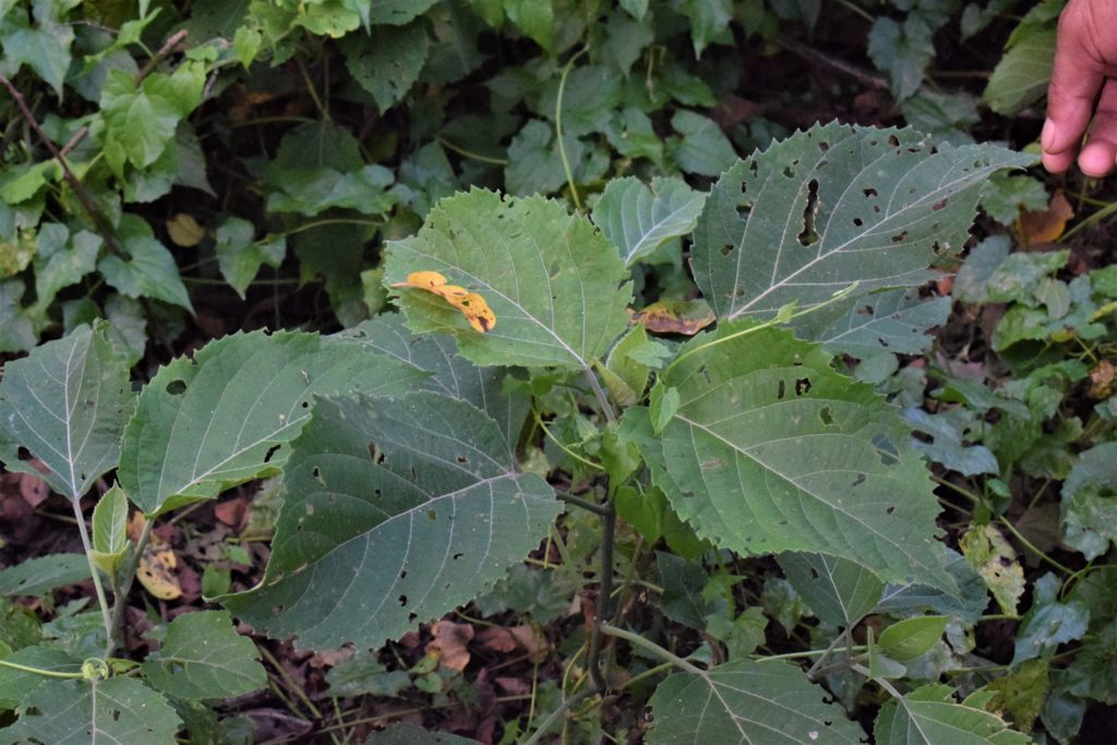 Clerodendrum viscosum plant in Chitwan