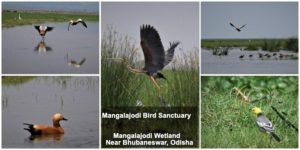 Serene Mangalajodi Bird Sanctuary, Odisha, India | Travel Insights ...