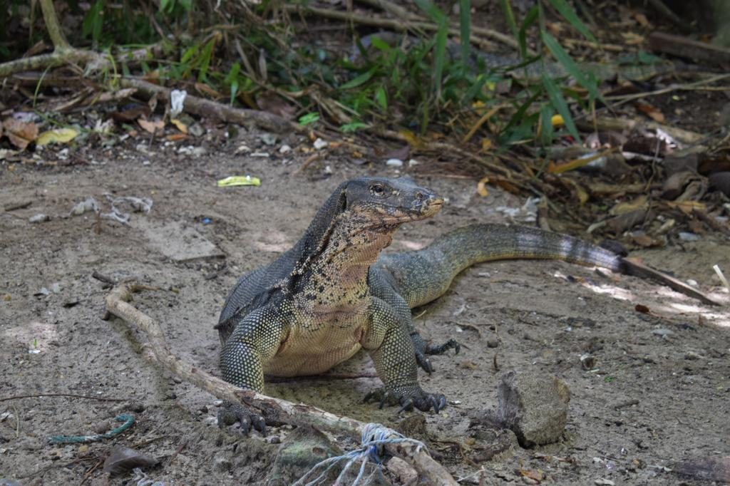 Monitor Lizard at Sapi Island, Sabah