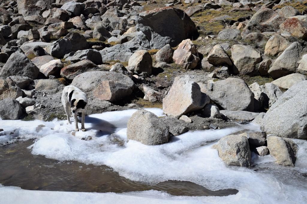 Frozen stream in Ladakh