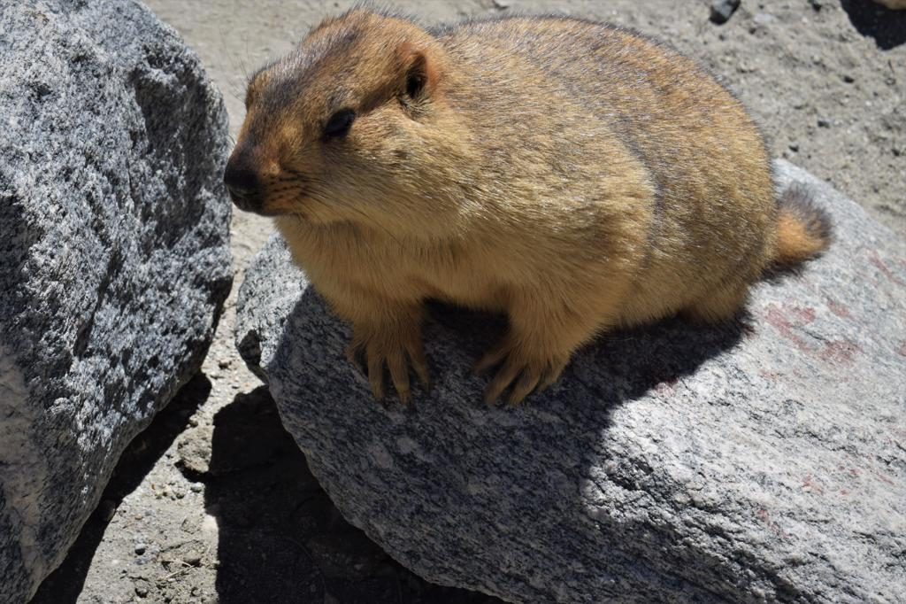 Himalayan Marmot in Ladakh