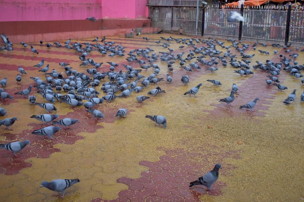 Pigeons outside Karni Mata Temple