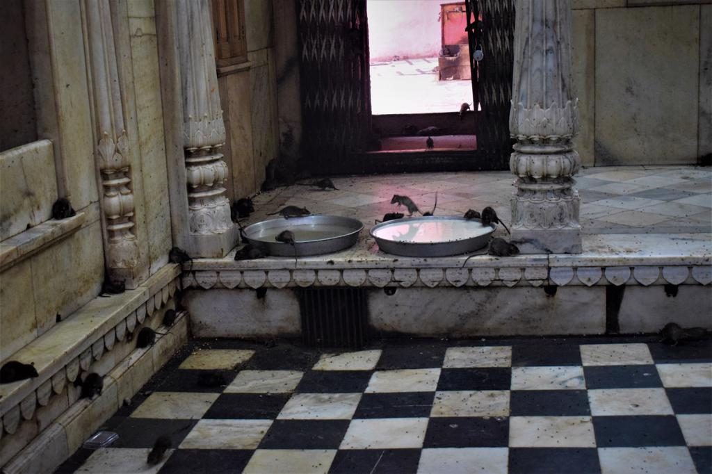 Rat Temple in Bikaner Rajasthan