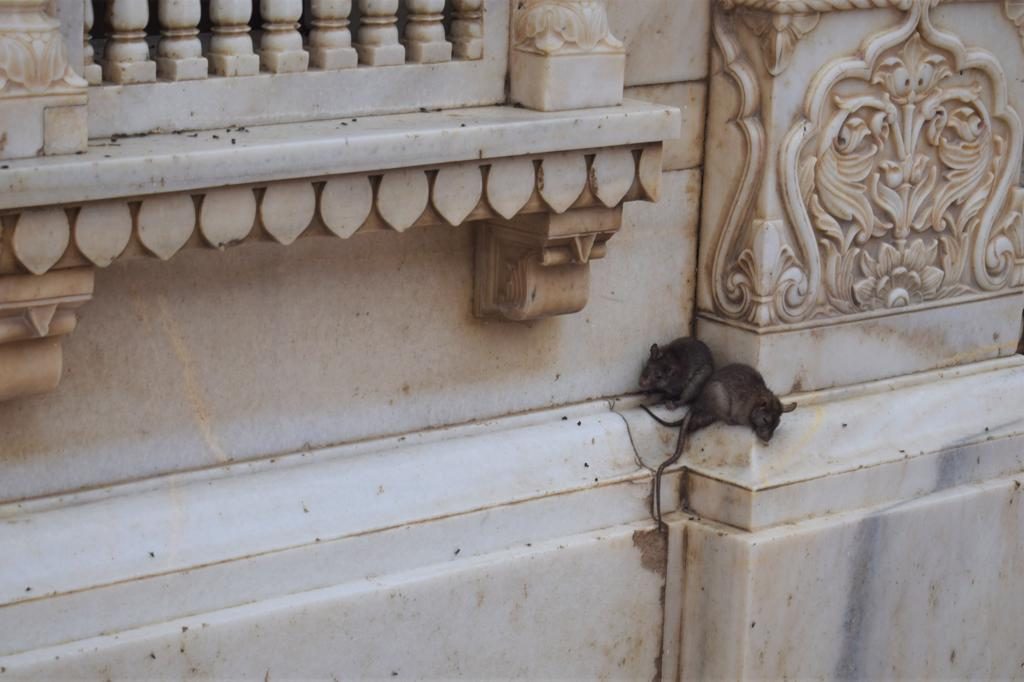 Relaxing rats at Karni Mata Mandir