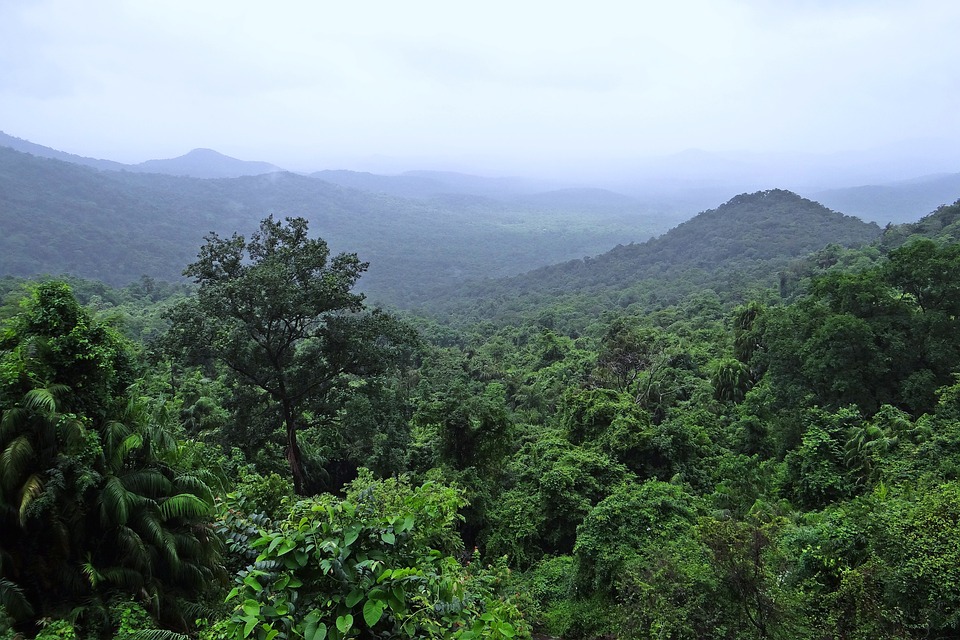 Mollem National Park - Bhagwan Mahavir Sanctuary, Goa