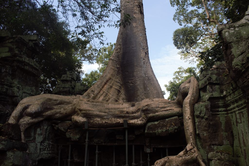 Tomb Raider Temple - Ta Prohm Trees