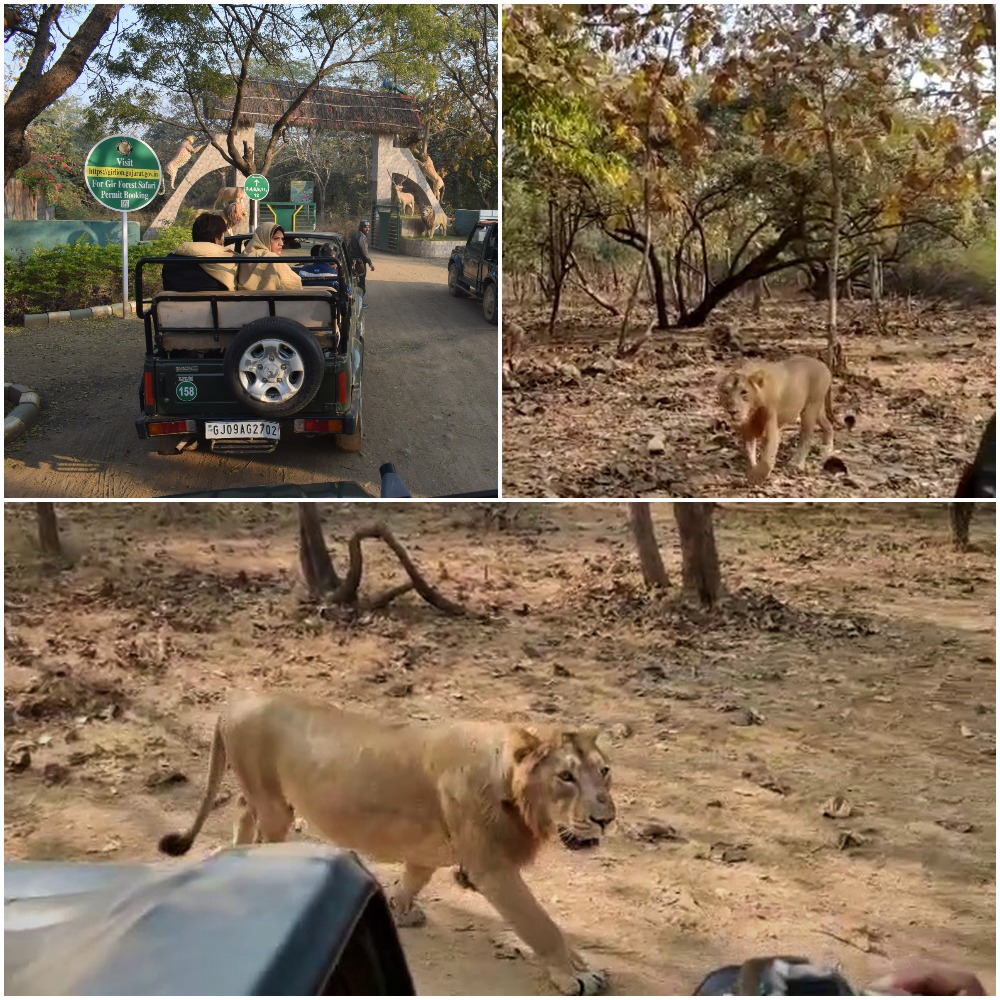 Sasan Gir Safari - Gir National Park Lion Safari, Gujarat, India