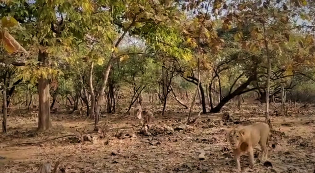 Lion sigting Gir National Park