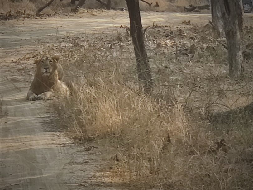 Asiatic Lion of Gir National Park