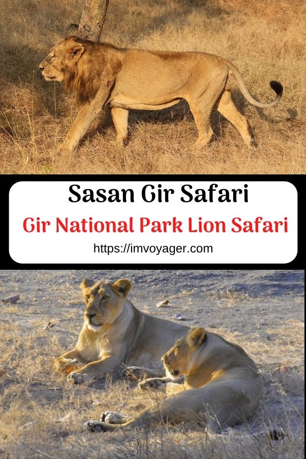 Sasan Gir Safari