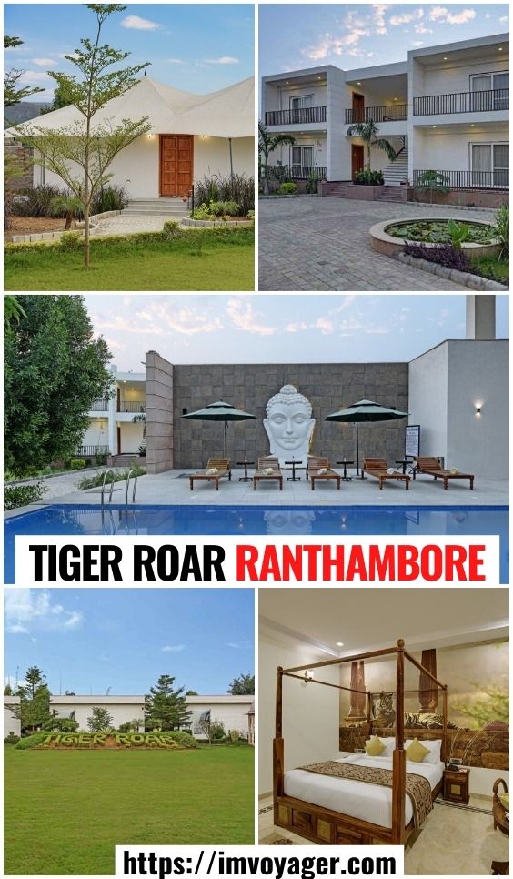 Tiger Roar Ranthambore 