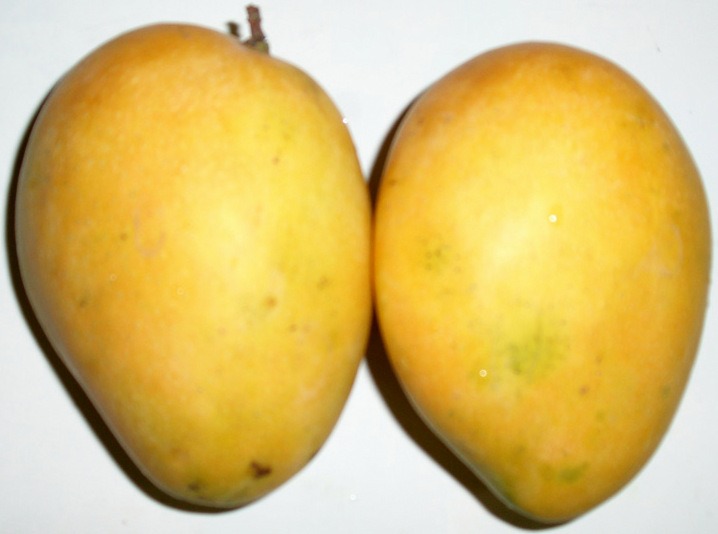 Indian Mangoes - Alphonso mangoes