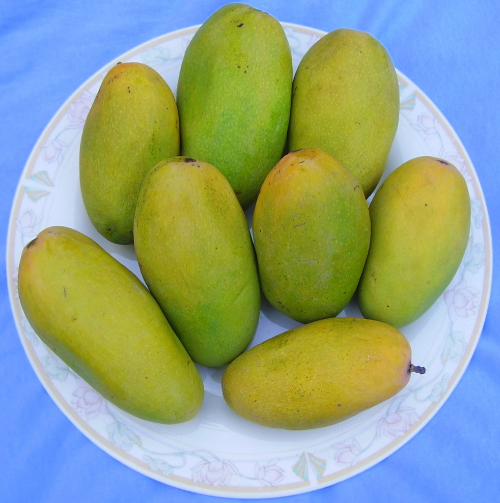 Indian Mangoes - Dasheri mangoes