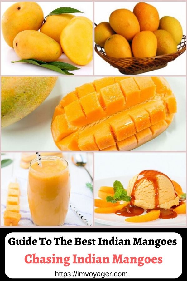 Indian Mangoes – Chasing Indian Mangoes in mango season