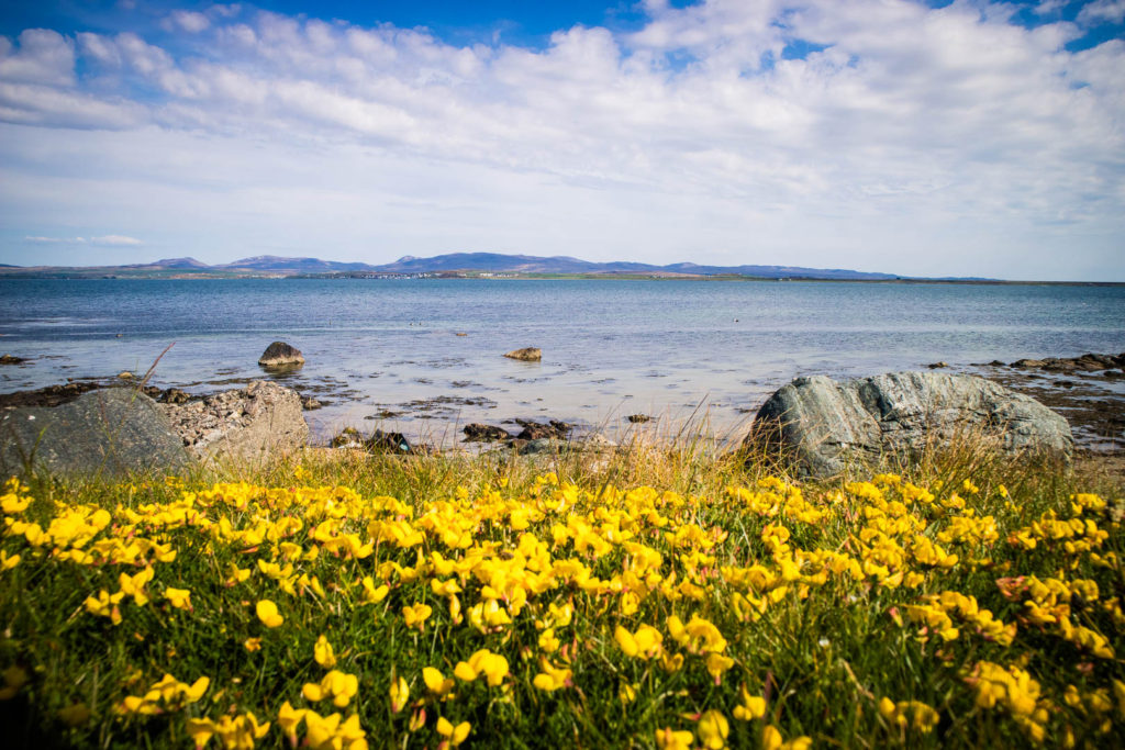 Isle of Islay, Scotland - Flowers near Bruichladdich - Photo by Kathi Kamleitner