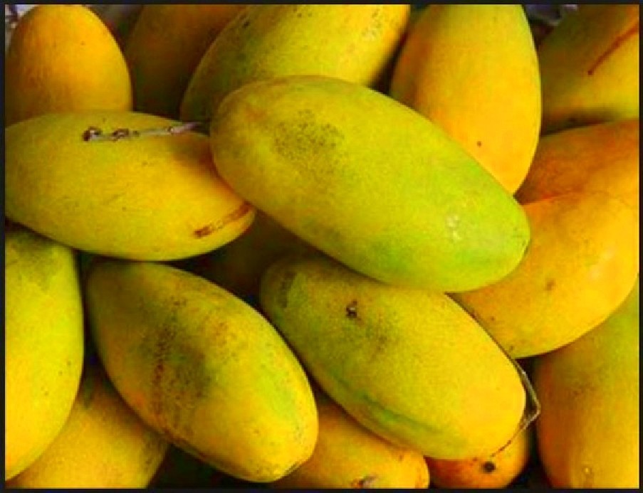 Indian Mangoes - Mallika mangoes