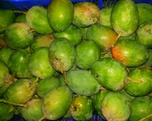 Indian Mangoes - Pairi mangoes
