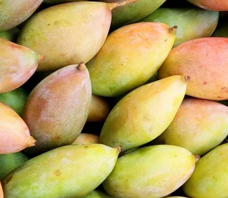 Totapuri mangoes