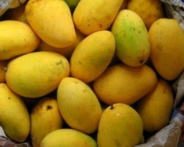 Indian Mangoes - Chasing Indian Mangoes | Voyager - Sandy N Vyjay