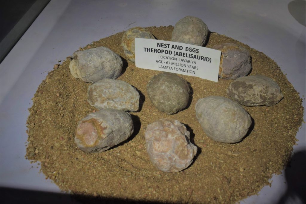 Nest And Eggs At Dinosaur Museum Balasinor