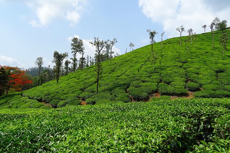 Weekend Trips From Bangalore within 300 Kilometers - Chikmagalur